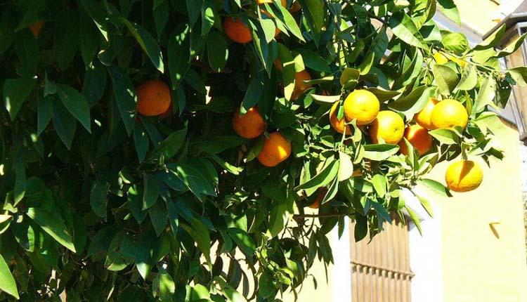 تولید برق از میوه ها